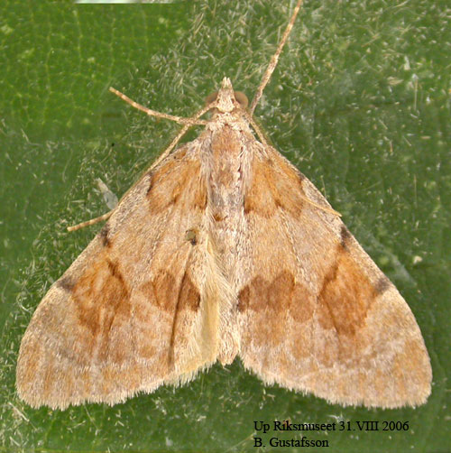 Brunbandad f�ltm�tare Pennithera firmata
