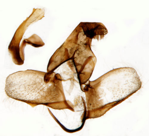 Mindre vitbandsvecklare Periclepsis cinctana