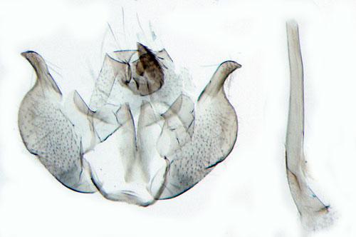 Skarp tryminerarmal Perittia herrichiella