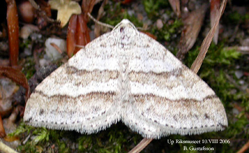 Parallellinjerad f�ltm�tare Perizoma parallelolineata