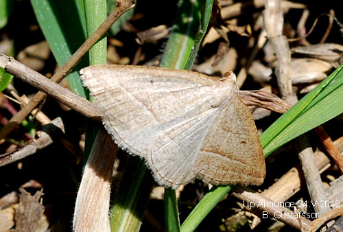 Ormbunksm�tare Petrophora chlorosata