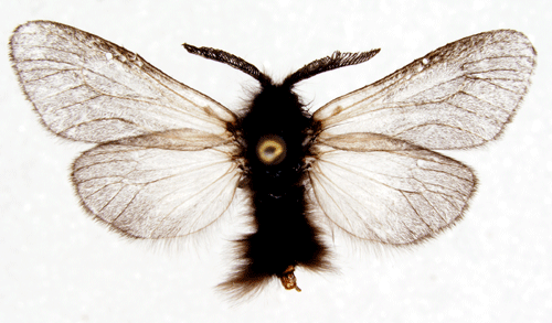 Silkessäckspinnare Phalacropterix graslinella