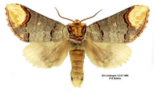 Oxhuvudspinnare Phalera bucephala