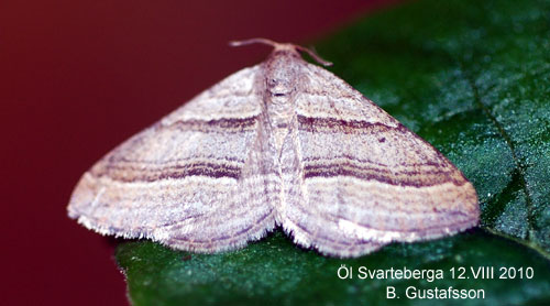Mellanm�tare Phibalapteryx virgata