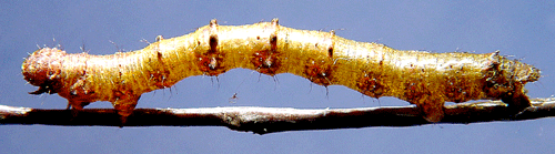 Gr� fj�derm�tare Phigalia pilosaria
