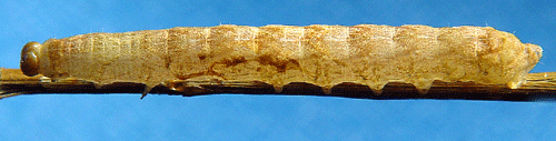 Tandfly Phlogophora meticulosa