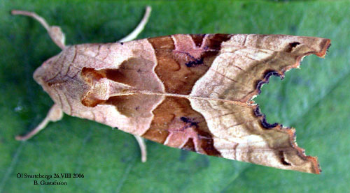 Tandfly Phlogophora meticulosa