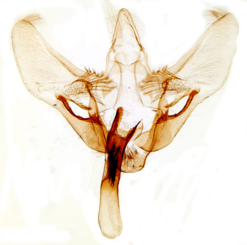 Fl�dermott Phlyctaenia coronata