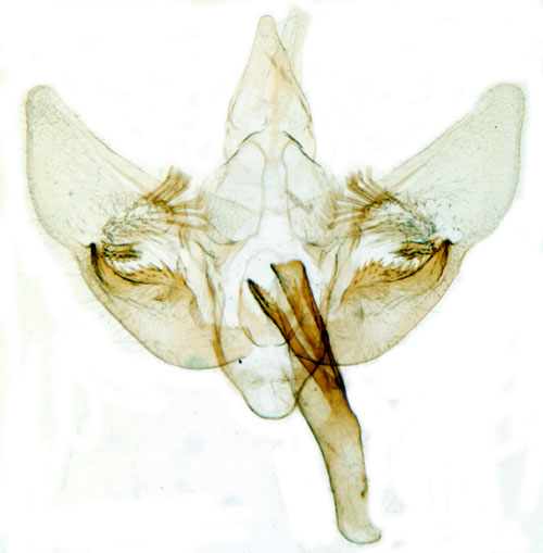 �kertistelmott Phlyctaenia perlucidalis