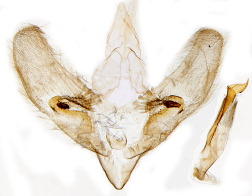 Stinksyskemott Phlyctaenia stachydalis