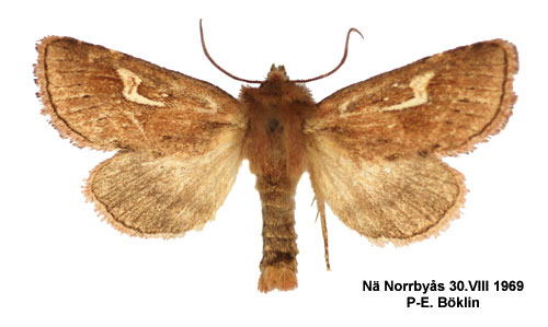 Vinkelprytt rörfly Phragmatiphila nexa