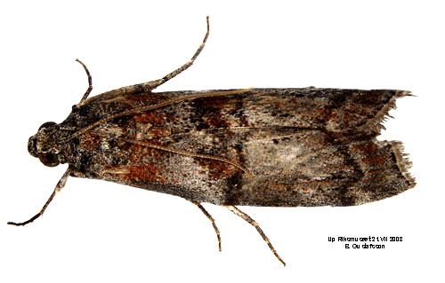 Gr�brunt ekbladmott Phycita roborella