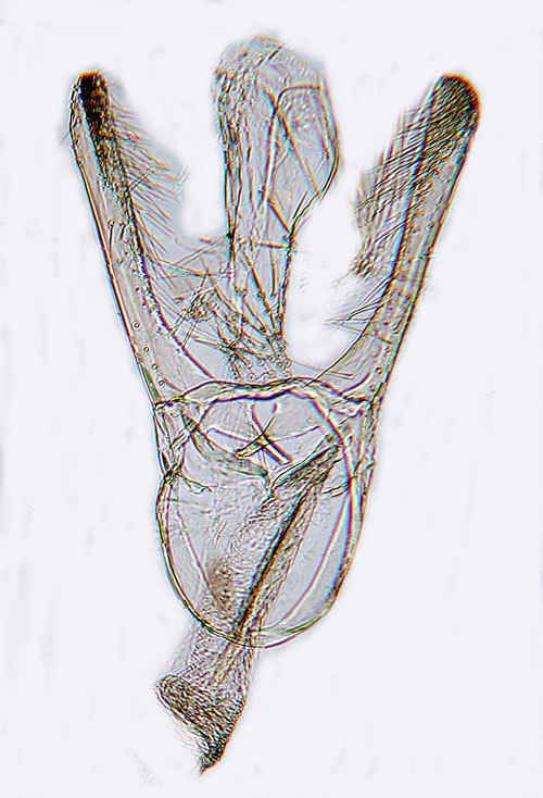 Aspsaftmal Phyllocnistis labyrinthella