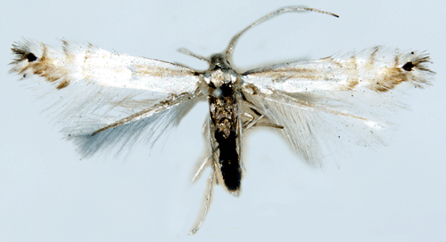 Pilsaftmal Phyllocnistis saligna