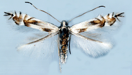 Poppelsaftmal Phyllocnistis unipunctella