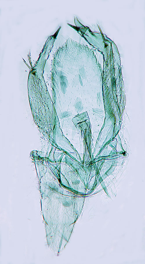 Kärrbjörkguldmal Phyllonorycter anderidae
