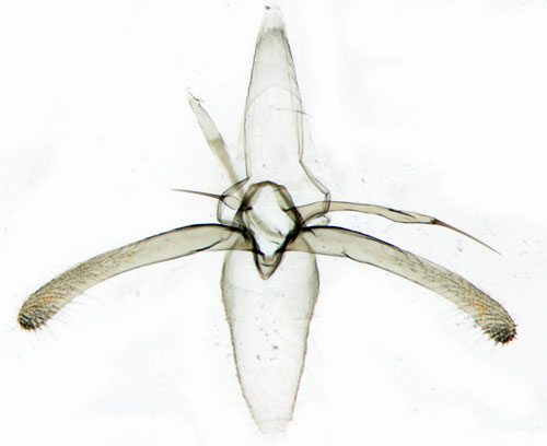 Apelguldmal Phyllonorycter blancardella