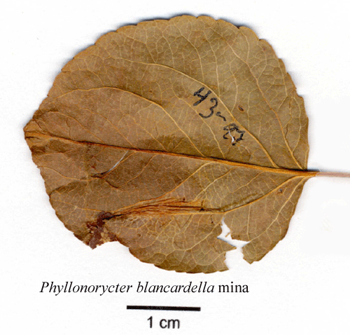 Apelguldmal Phyllonorycter blancardella