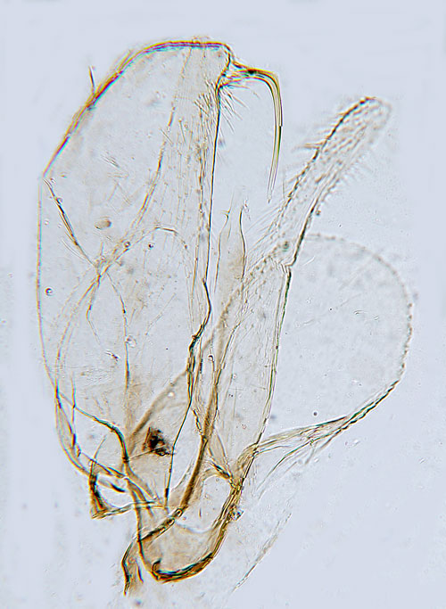 Kortstreckad videguldmal Phyllonorycter brevilineatella