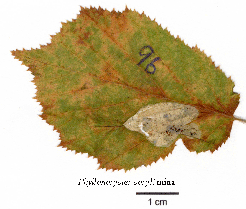 Sidenhasselguldmal Phyllonorycter coryli