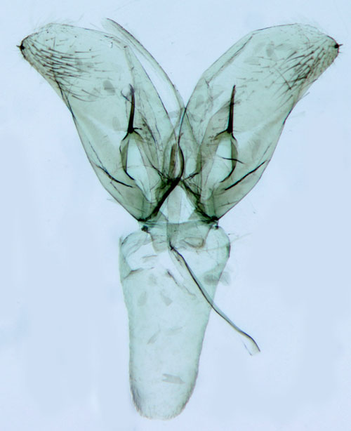 Vinterbjörkguldmal Phyllonorycter corylifoliella