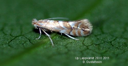Spetsvinklad videguldmal Phyllonorycter dubitella