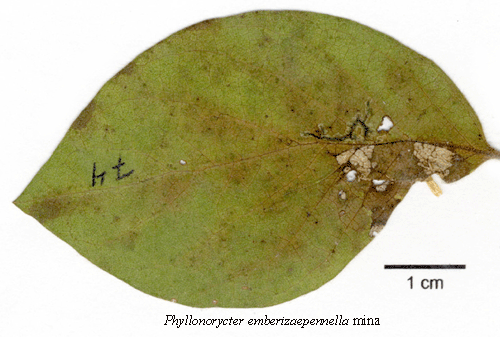 Tryguldmal Phyllonorycter emberizaepenella