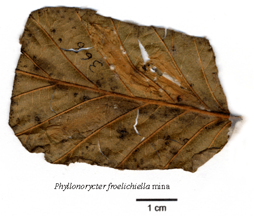 Rödgul alguldmal Phyllonorycter froelichiellus
