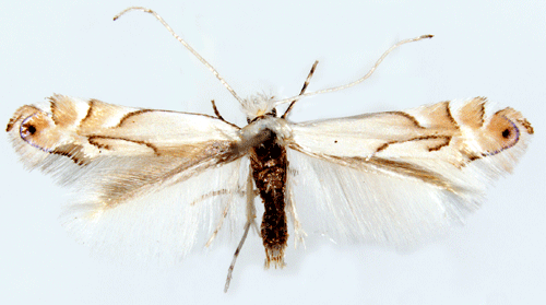 Gulspetsad ekguldmal Phyllonorycter harrisella