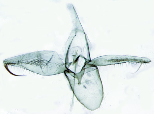Klubbstreckad videguldmal Phyllonorycter hilarella