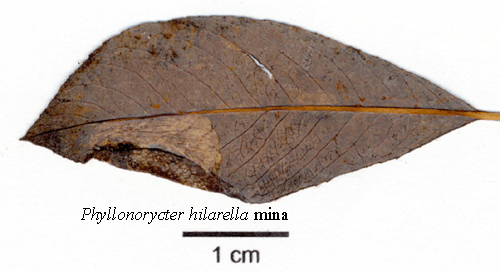 Klubbstreckad videguldmal Phyllonorycter hilarellus