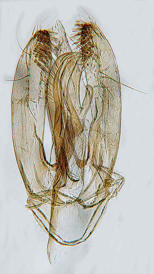 Lingonguldmal Phyllonorycter junoniella