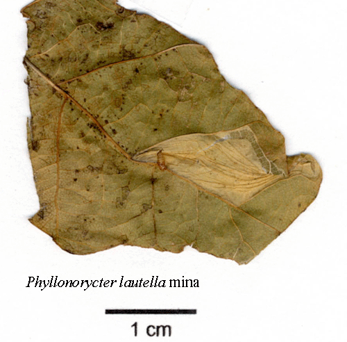 Ekplantsguldmal Phyllonorycter lautellus