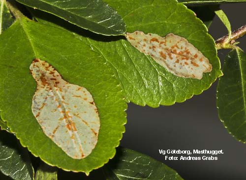 Eldtornsguldmal Phyllonorycter leucographellus