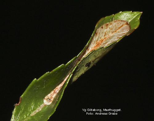 Eldtornsguldmal Phyllonorycter leucographellus