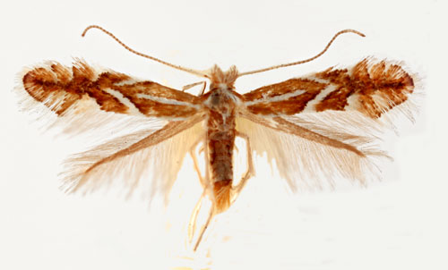 Apelguldmal Phyllonorycter mespilellus