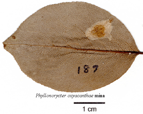 Hagtornsguldmal Phyllonorycter oxyacanthae