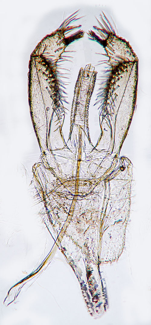 Glansvideguldmal Phyllonorycter pastorella