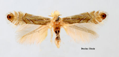 Platanguldmal Phyllonorycter platani
