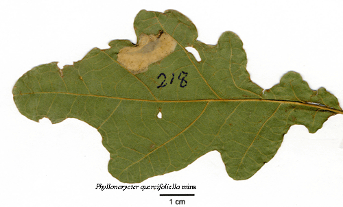 Ekbladsguldmal Phyllonorycter quercifoliella