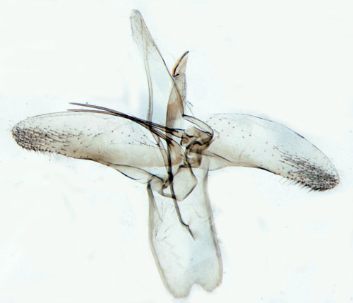 Vinterekguldmal Phyllonorycter roboris
