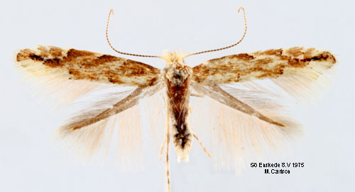 R�d aspguldmal Phyllonorycter sagitella
