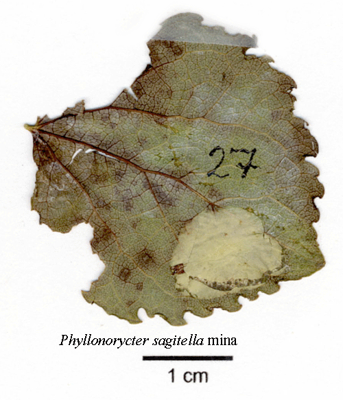 R�d aspguldmal Phyllonorycter sagitella