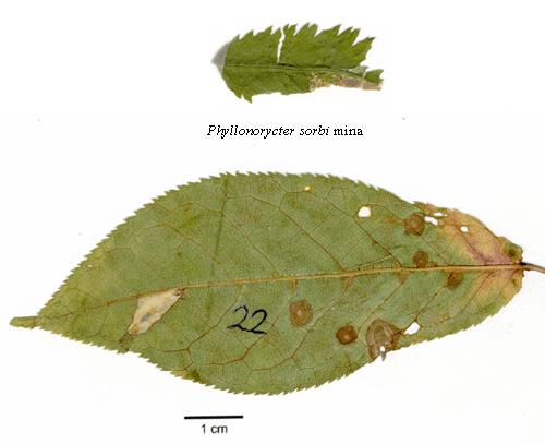 R�nnguldmal Phyllonorycter sorbi