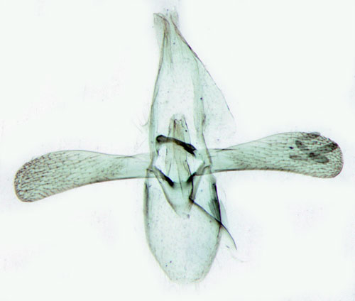 Ovanalguldmal Phyllonorycter stettinensis