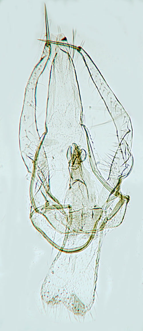 Kaprifolguldmal Phyllonorycter trifasciella