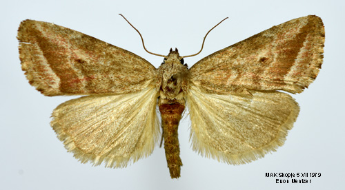 Grboglansfly Phyllophila obliterata