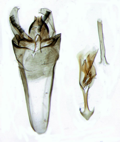 Dvärgbladskärare Phylloporia bistrigella