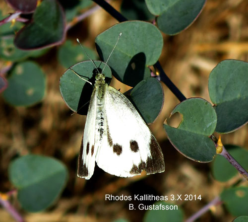K�lfj�ril Pieris brassicae