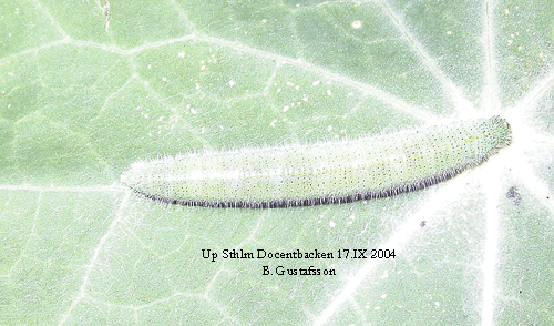 Rovfj�ril Pieris rapae